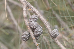 Allocasuarina huegeliana