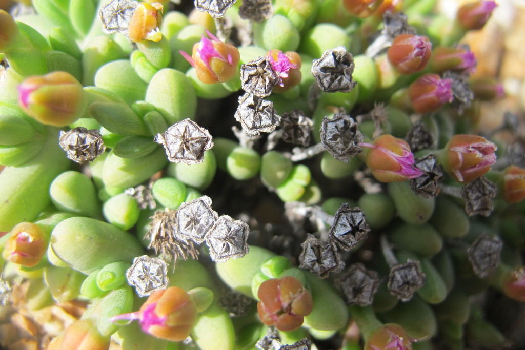 Ruschia excedens 2