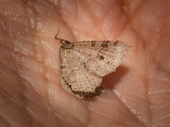 Minoa euthecta