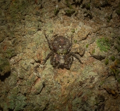 Stephanopis carcinoides