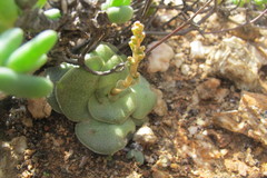 Crassula pseudohemisphaerica