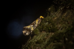 Monopis chrysogramma