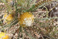 Banksia nobilis