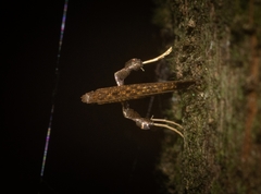 Caloptilia eurycnema