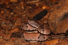 Bothrops moojeni