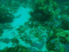 Chrysoblephus laticeps