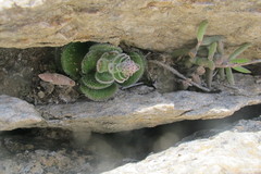 Crassula tomentosa