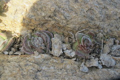 Crassula tomentosa