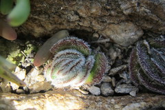Crassula tomentosa