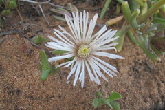 Vanzijlia annulata