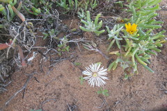 Vanzijlia annulata