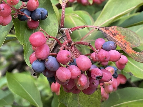 northern wild raisin