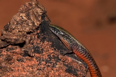 Colobosaura modesta