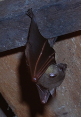 Minute Fruit Bat photo 2