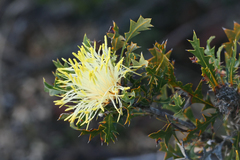 Banksia armata