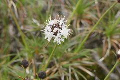 Borya sphaerocephala