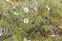 Borya sphaerocephala