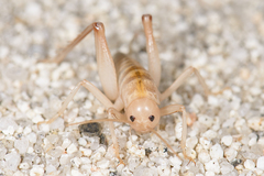 Ceuthophilus fossor