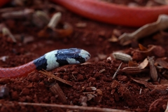 Apostolepis assimilis