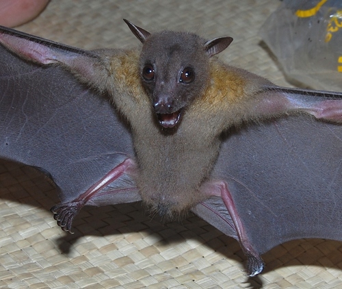 Minute Fruit Bat