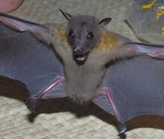 Minute Fruit Bat photo 3