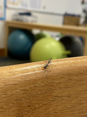 Agonocryptus discoidaloides