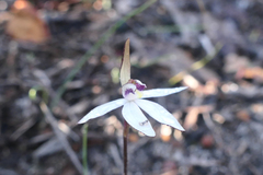Caladenia saccharata