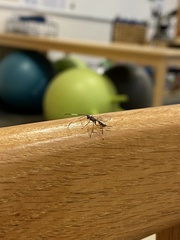 Agonocryptus discoidaloides