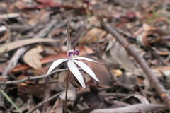 Caladenia saccharata