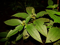Miconia bracteata