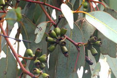 Eucalyptus accedens
