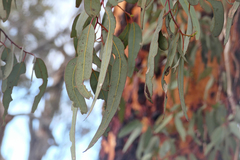 Eucalyptus accedens