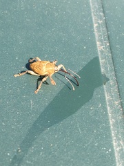 Curculio nucum