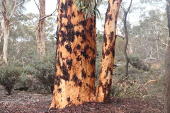 Eucalyptus accedens