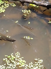 Aplocheilus lineatus