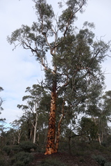 Eucalyptus accedens