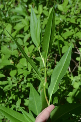 Rumex altissimus