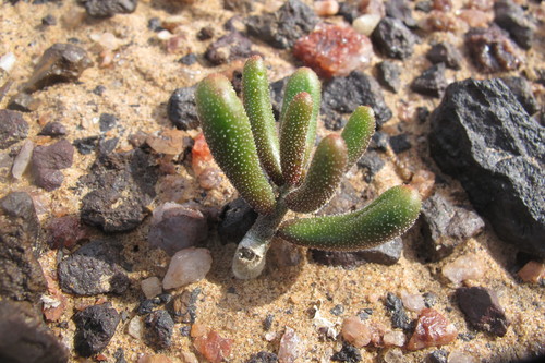 Tylecodon pygmaeus