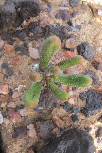 Tylecodon pygmaeus