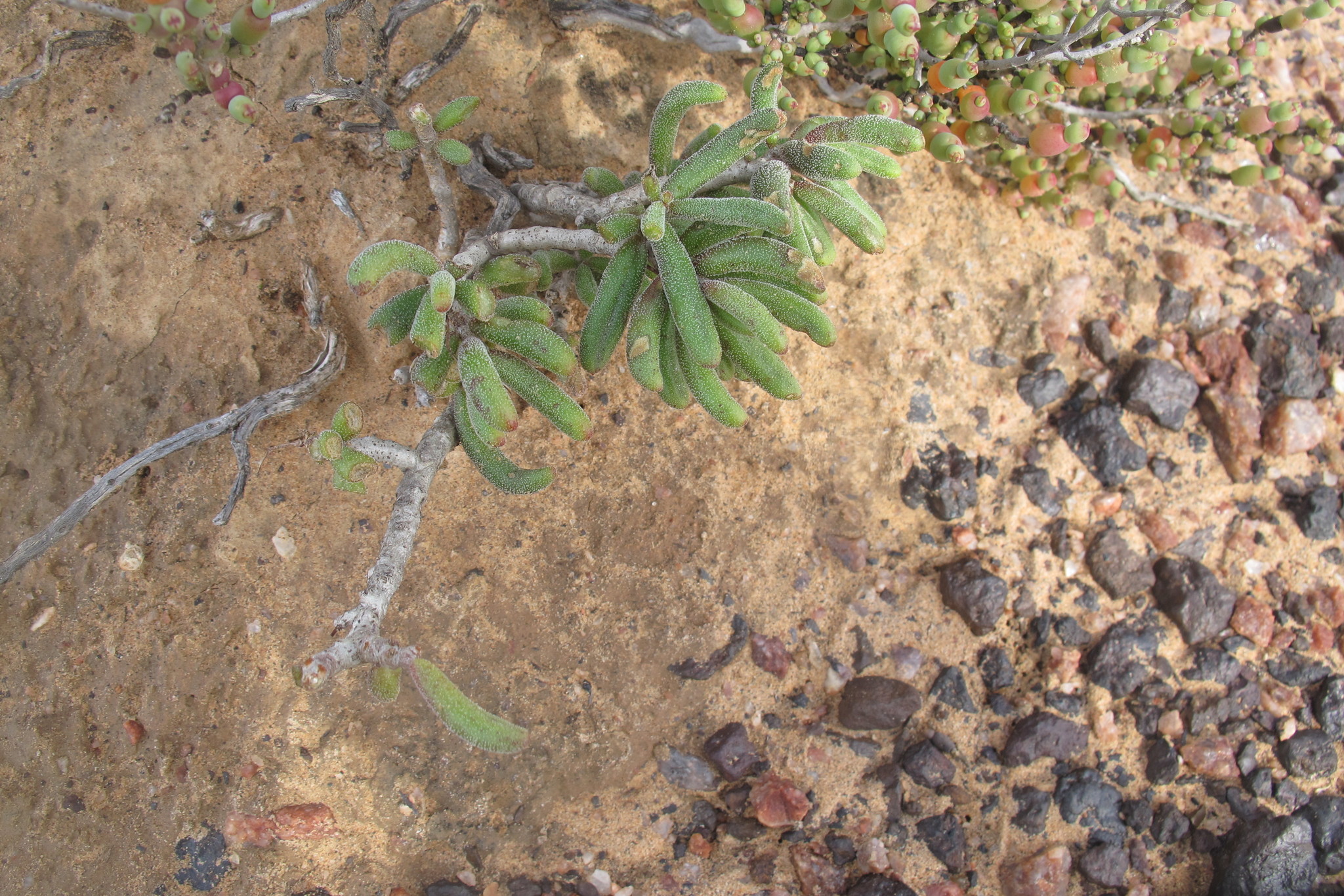 Tylecodon pygmaeus