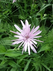Scorzonera rosea