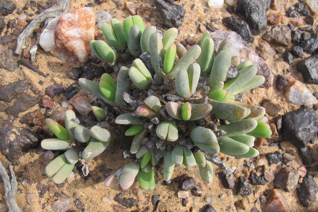 Cheiridopsis cuprea (L.Bolus) N.E.Br.