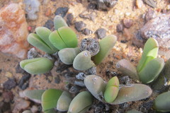Cephalophyllum caespitosum