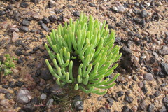 Monilaria moniliformis