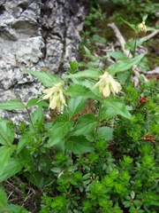 Paederota lutea