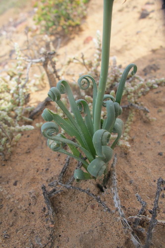 Albuca namaquensis