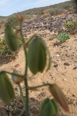 Monilaria moniliformis