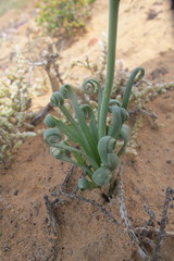 Monilaria moniliformis