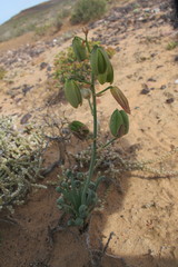 Monilaria moniliformis