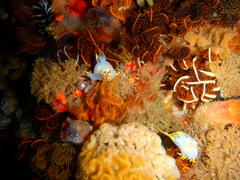 Polycera capensis